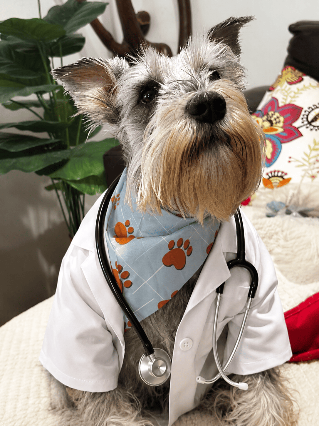 Portada de Directorio Veterinario Región de Ñuble: información para cuidar a quienes son parte de nuestro corazón