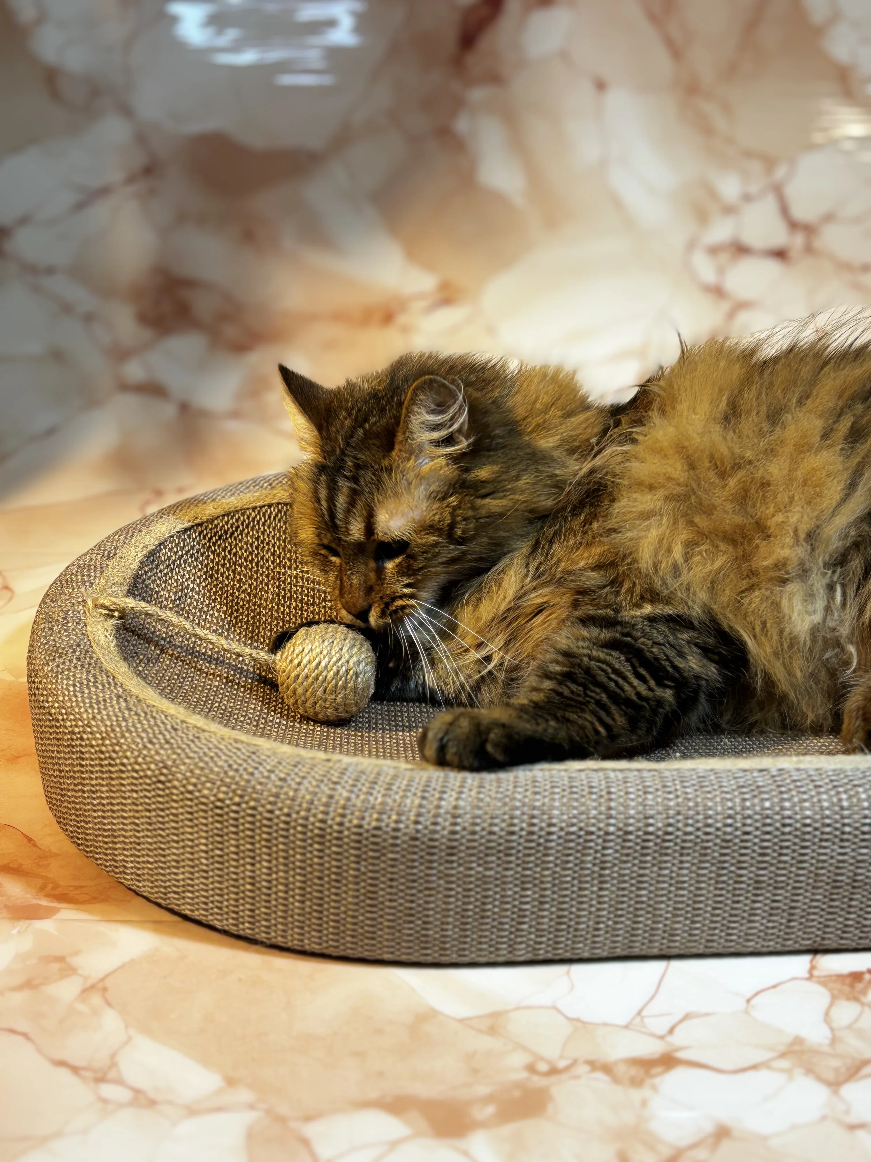 CAMA RASCADOR DE GATO