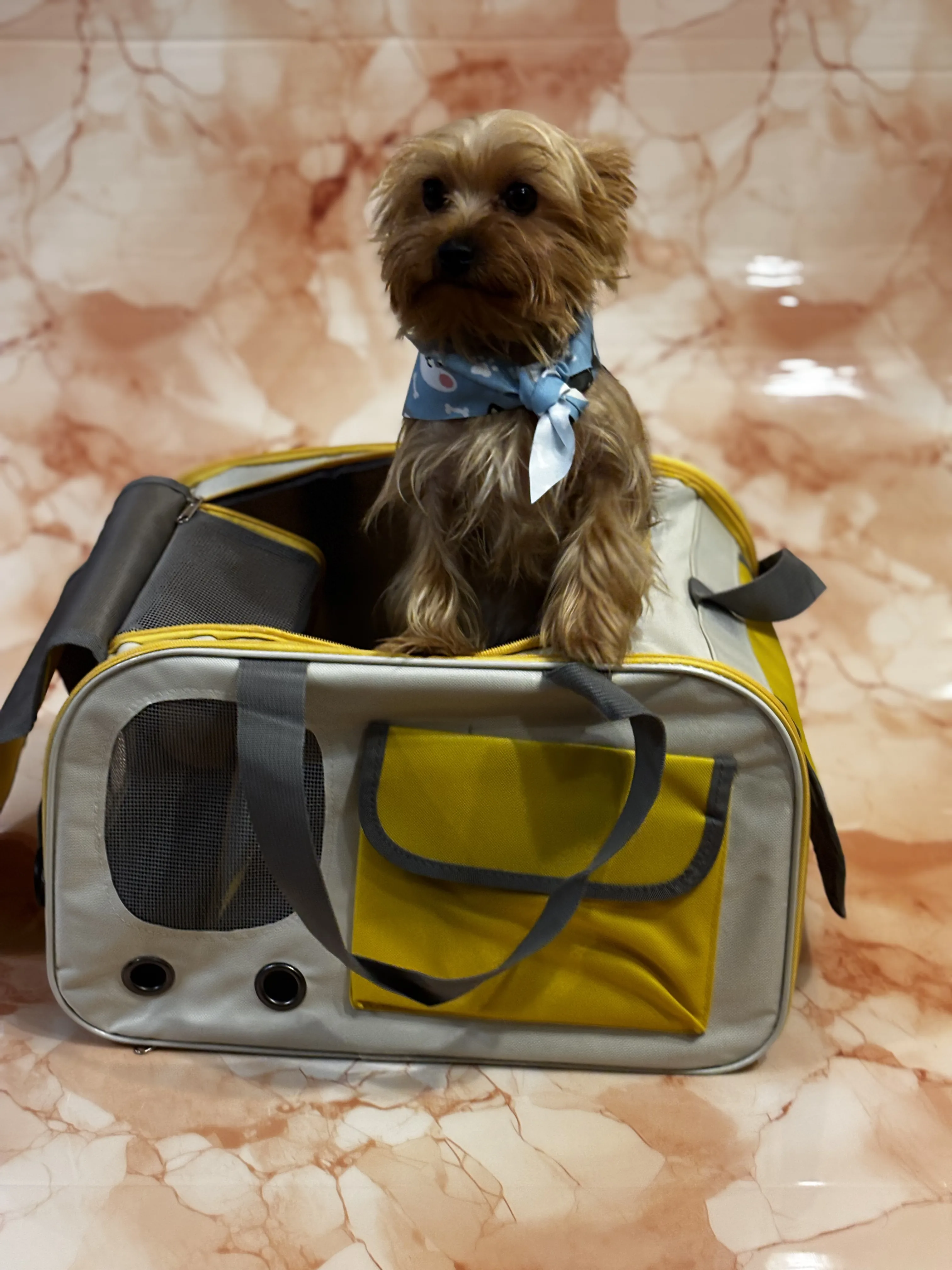TRANSPORTIN PORTATIL PARA GATOS COLOR AMARILLO