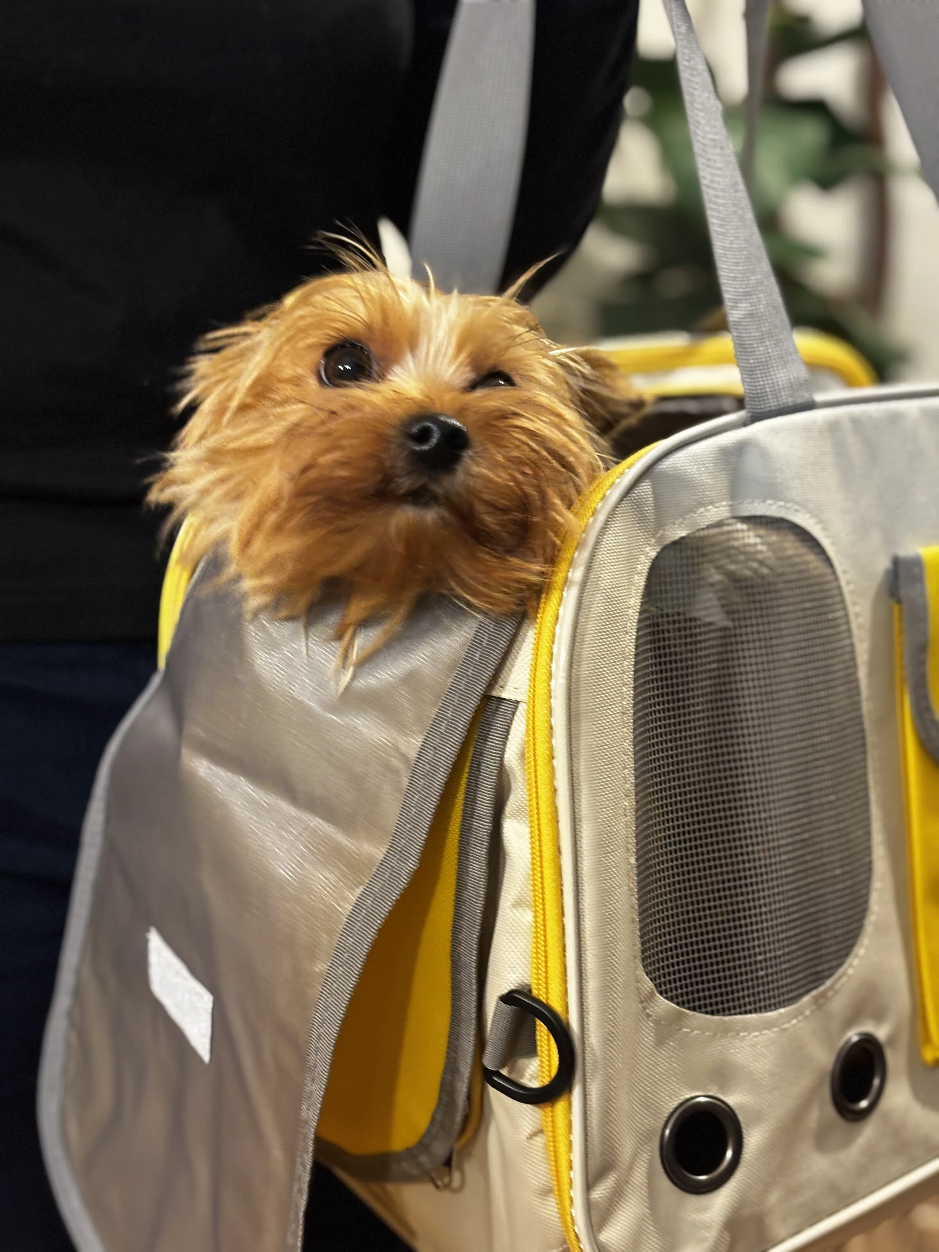 TRANSPORTIN PORTATIL PARA GATOS COLOR AMARILLO